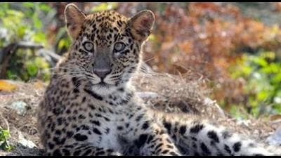 The leopard, which was brought to the zoo around two kilometres away from Jhargram town in 2018, escaped and could not be spotted till 10 pm. (HT FILE PHOTO.)