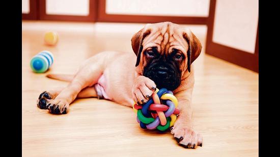 Giving your pets enrichment toys and making sure they eat well can help deal with separation anxiety Giving your pets enrichment toys and making sure they eat well can help deal with separation anxiety