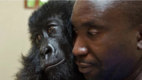Park ranger Andre Bauma with gorilla Ndakasi (File Photo/Virunga National Park)