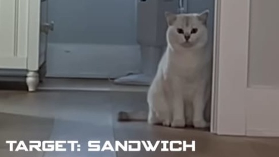 Watch this cat ‘pull off’ the heist involving a sandwich.&nbsp;(Instagram/@cobythecat)