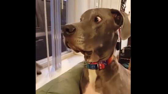 The stunned reaction of this dog after getting slapped by a cat is priceless. Screengrab
