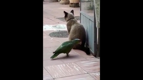 A still from the video showing a bird looking at the cat's tail intensely. Screengrab