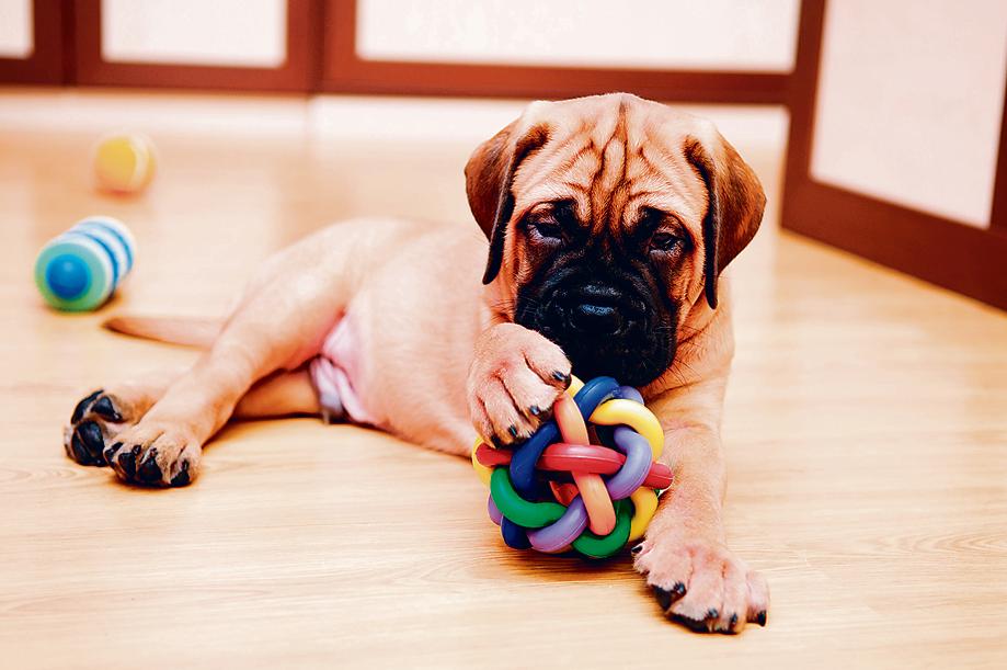 Giving your pets enrichment toys and making sure they eat well can help deal with separation anxiety Giving your pets enrichment toys and making sure they eat well can help deal with separation anxiety