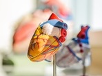 A study has suggested that approximately 10 per cent of new coronary heart disease cases that occur within a decade of middle age could be avoided by preventing iron deficiency.(Unsplash) A study has suggested that approximately 10 per cent of new coronary heart disease cases that occur within a decade of middle age could be avoided by preventing iron deficiency.(Unsplash)