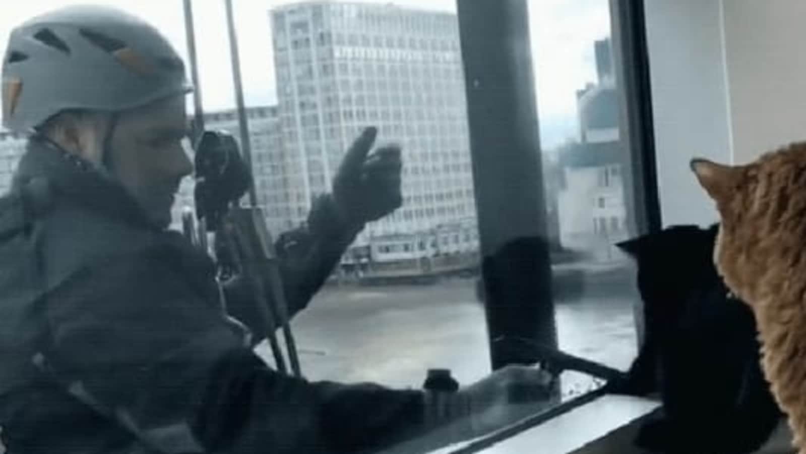 Cats play with window cleaner, he encourages their fun game. Watch ...