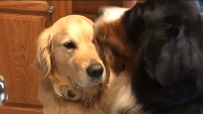 Doggo lovingly gives a facial cleansing session to its younger brother. (Instagram/@moosiemoothebmd)