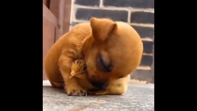 Chick happily offers support to a sleeping puppy. (Twitter/@AnimalsBeingB)