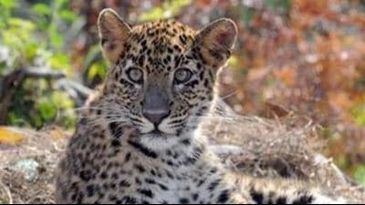 The female leopard, which managed to escape from its enclosure, was found inside the zoo premises on Friday. (Image used for representation). (HT FILE PHOTO.) The female leopard, which managed to escape from its enclosure, was found inside the zoo premises on Friday. (Image used for representation). (HT FILE PHOTO.)