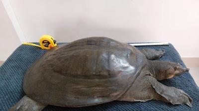 Though Leith’s softshell turtles (Nilssonia leithii) can weigh as much as a 100kg, the specimen rescued in a rare incident on Friday, clocked a weight of 13kg. (RAWW) Though Leith’s softshell turtles (Nilssonia leithii) can weigh as much as a 100kg, the specimen rescued in a rare incident on Friday, clocked a weight of 13kg. (RAWW)