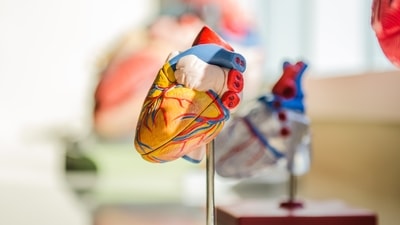 A study has suggested that approximately 10 per cent of new coronary heart disease cases that occur within a decade of middle age could be avoided by preventing iron deficiency. (Unsplash) A study has suggested that approximately 10 per cent of new coronary heart disease cases that occur within a decade of middle age could be avoided by preventing iron deficiency. (Unsplash)