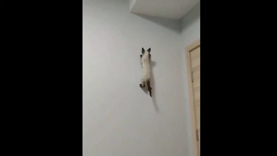 This cat climbs a wall with unbelievable swiftness. Screengrab