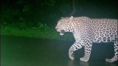 The Maharashtra forest department will be setting up four additional protection camps in Aarey Colony, in addition to installing 19 more camera traps in the area, in a bid to capture a two-year old, sub-adult female leopard responsible for attacks on eight people in the past 45 days. (HT File) The Maharashtra forest department will be setting up four additional protection camps in Aarey Colony, in addition to installing 19 more camera traps in the area, in a bid to capture a two-year old, sub-adult female leopard responsible for attacks on eight people in the past 45 days. (HT File)