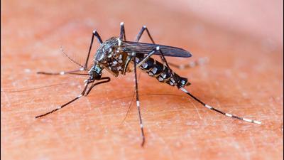 Eight people are suspected to have died due to dengue in Mohali this year. Chandigarh and Panchkula have not reported any fatality so far. (Shutterstock/HT) Eight people are suspected to have died due to dengue in Mohali this year. Chandigarh and Panchkula have not reported any fatality so far. (Shutterstock/HT)