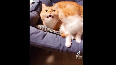 The image shows the mama cat and her kitten sitting on a couch. (Reddit/@druule10)