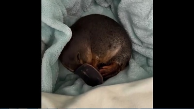The image taken from the video shows a cute platypus named Billie. (Instagram/@australiazoo)