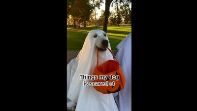 The image shows the brave dog Lady who is scared of a few things. (Instagram/@ladyandtheblues)