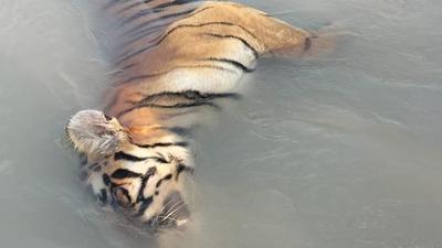 The tiger carcass in Katarniaghat Wildlife Sanctuary (SOURCED IMAGE) The tiger carcass in Katarniaghat Wildlife Sanctuary (SOURCED IMAGE)