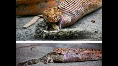 A viper ingests a squirrel at a Panjab University parking. (PHOTOS: DIKSHANT KANOJIA)