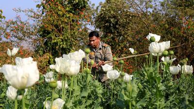 The heavily forested and Maoist-infested Chatra district has been a den of opium cultivation in Jharkhand, with several small and marginal farmers being involved in it allegedly having support of outlawed CPI (Maoists) and their splinter groups. (PTI) The heavily forested and Maoist-infested Chatra district has been a den of opium cultivation in Jharkhand, with several small and marginal farmers being involved in it allegedly having support of outlawed CPI (Maoists) and their splinter groups. (PTI)