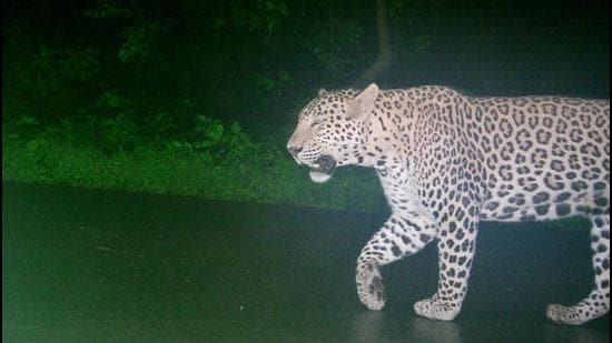 The Maharashtra forest department will be setting up four additional protection camps in Aarey Colony, in addition to installing 19 more camera traps in the area, in a bid to capture a two-year old, sub-adult female leopard responsible for attacks on eight people in the past 45 days. (HT File)