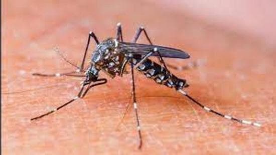 Suspected dengue patients has been shifted to Sentinel Surveillance Hospitals (SSH) at the civil hospitals in Ludhiana, Khanna and Jagraon, where the patient can get free confirmation tests done. (Representative Image/HT File)