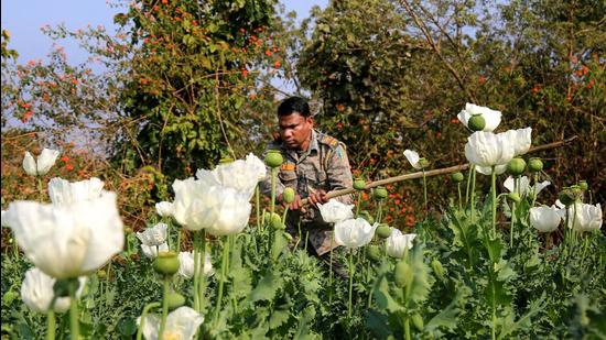 The heavily forested and Maoist-infested Chatra district has been a den of opium cultivation in Jharkhand, with several small and marginal farmers being involved in it allegedly having support of outlawed CPI (Maoists) and their splinter groups. (PTI)