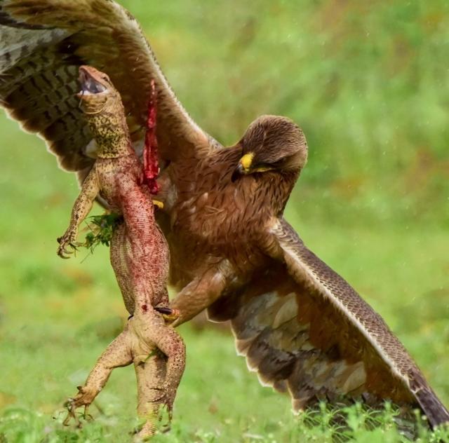 The eagle’s talons bloodily rake the monitor lizard. (PHOTO: RAJKUMAR DONGARE) The eagle’s talons bloodily rake the monitor lizard. (PHOTO: RAJKUMAR DONGARE)