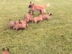 The puppies running behind the mama dog.(Twitter/@fred035schultz) The puppies running behind the mama dog.(Twitter/@fred035schultz)