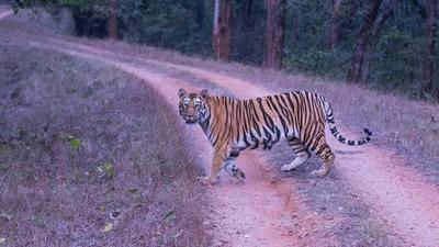 The forest safari in Bihar’s Valmiki Tiger Reserve (VTR), which was suspended this April during the second wave of Covid-19 pandemic, is set to reopen for tourists from October 15. (Representative Picture) (Hindustan Times)