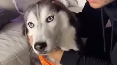 The dog's reaction on being kissed by a human is hilarious. (Instagram/@meekathehuskyy) The dog's reaction on being kissed by a human is hilarious. (Instagram/@meekathehuskyy)