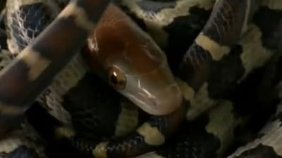 Seeing the birth of baby snakes in this video will leave you in aww. (Instagram/@Chester Zoo) Seeing the birth of baby snakes in this video will leave you in aww. (Instagram/@Chester Zoo)