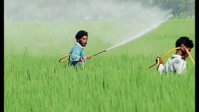 Punjan Agricultural University experts observed that the injudicious spray of insecticides was also prevalent in the area where basmati crops were grown. Punjan Agricultural University experts observed that the injudicious spray of insecticides was also prevalent in the area where basmati crops were grown.