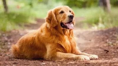 Buddy, the golden retriever, came into our lives 13 years ago and changed us. We bonded in so many ways because of him. He filled our lives with so much love and laughter. (Representative image) Buddy, the golden retriever, came into our lives 13 years ago and changed us. We bonded in so many ways because of him. He filled our lives with so much love and laughter. (Representative image)