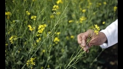 Farmers said they have tilled their land and are waiting for DAP so that they can start mustard cultivation. (HT File) Farmers said they have tilled their land and are waiting for DAP so that they can start mustard cultivation. (HT File)