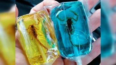 Worm, scorpions, roaches lollipops: These candies have been in the market for more than 25 years. They have scorpions, ants, crickets and worms in the middle of the lollipop. Would you eat it? (Instagram/@ glitter_skulls) Worm, scorpions, roaches lollipops: These candies have been in the market for more than 25 years. They have scorpions, ants, crickets and worms in the middle of the lollipop. Would you eat it? (Instagram/@ glitter_skulls)