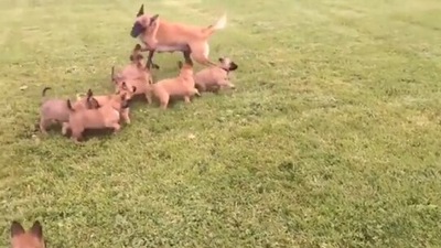 The puppies running behind the mama dog. (Twitter/@fred035schultz)