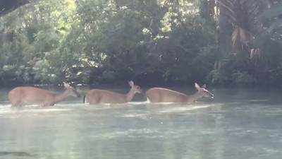 A kayaker spots deer swimming in one of the Florida rivers. (Jukin Media)