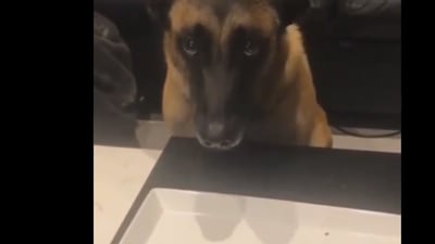The look on the dog's face after losing treats in a game is priceless. (Twitter/@fred035schultz) The look on the dog's face after losing treats in a game is priceless. (Twitter/@fred035schultz)