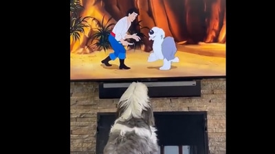 The dog starts to bark after seeing itself on the TV screen. (Twitter/@fred035schultz) The dog starts to bark after seeing itself on the TV screen. (Twitter/@fred035schultz)