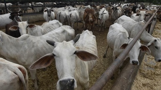 What does SAS tell us about India's animal farms? | Latest News India - Hindustan Times What does SAS tell us about India's animal farms? | Latest News India - Hindustan Times