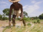 India is the largest funder of agricultural innovations but only about 4% to 5% of the $3 billion funding has clearly defined sustainability outcomes. (Representation image) India is the largest funder of agricultural innovations but only about 4% to 5% of the $3 billion funding has clearly defined sustainability outcomes. (Representation image)