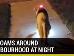 DOG ROAMS ROUND NEIGHBOURHOOD AT NIGHT DOG ROAMS ROUND NEIGHBOURHOOD AT NIGHT