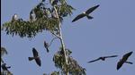 The divisional forest officer (DFO) Kh Hitler of Tamenglong forest division shared pictures and videos of Amur Falcons hovering in the sky in a WhatsApp group on Monday. (AP Photo/File) The divisional forest officer (DFO) Kh Hitler of Tamenglong forest division shared pictures and videos of Amur Falcons hovering in the sky in a WhatsApp group on Monday. (AP Photo/File)