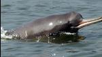 Bihar government has decided to conduct a census and survey of endangered Gangetic dolphins in Araria district. (HT Photo) Bihar government has decided to conduct a census and survey of endangered Gangetic dolphins in Araria district. (HT Photo)