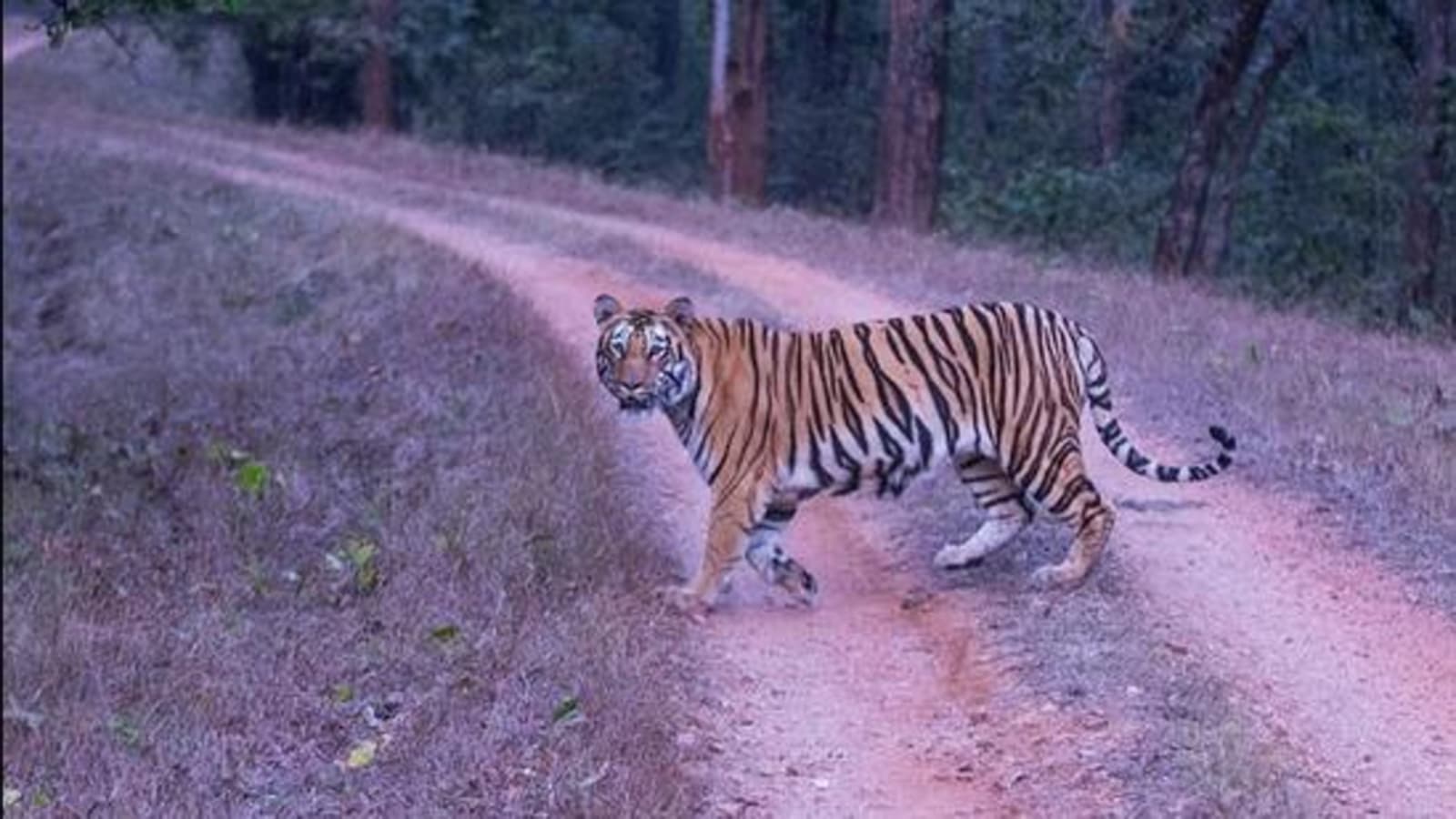 Rajasthan may get another tiger reserve in the Kumbhalgarh area of Udaipur division