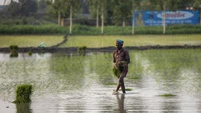 The Bihar Cabinet has approved farm compensation worth ₹550 crore to be paid to the affected farmers as agriculture input subsidy. (Bloomberg) The Bihar Cabinet has approved farm compensation worth ₹550 crore to be paid to the affected farmers as agriculture input subsidy. (Bloomberg)