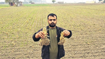 A farmer holds up remnants of stubble left in the field after using the Pusa bio-decomposer near Najafgarh in New Delhi. (Representative image/HT Archive) A farmer holds up remnants of stubble left in the field after using the Pusa bio-decomposer near Najafgarh in New Delhi. (Representative image/HT Archive)