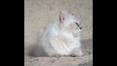 Marathi TV actor Gauri Kulkarni’s cat was rescued from the parapet of her Thane high-rise building on Monday. (HT PHOTO)