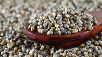 Last year, Haryana government paid ₹2,150 MSP per quintal for bajra procurement. (Getty Images/iStockphoto) Last year, Haryana government paid ₹2,150 MSP per quintal for bajra procurement. (Getty Images/iStockphoto)