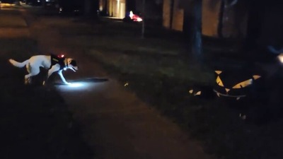 The image shows the dog looking at a huge Halloween decoration. (Jukin Media)
